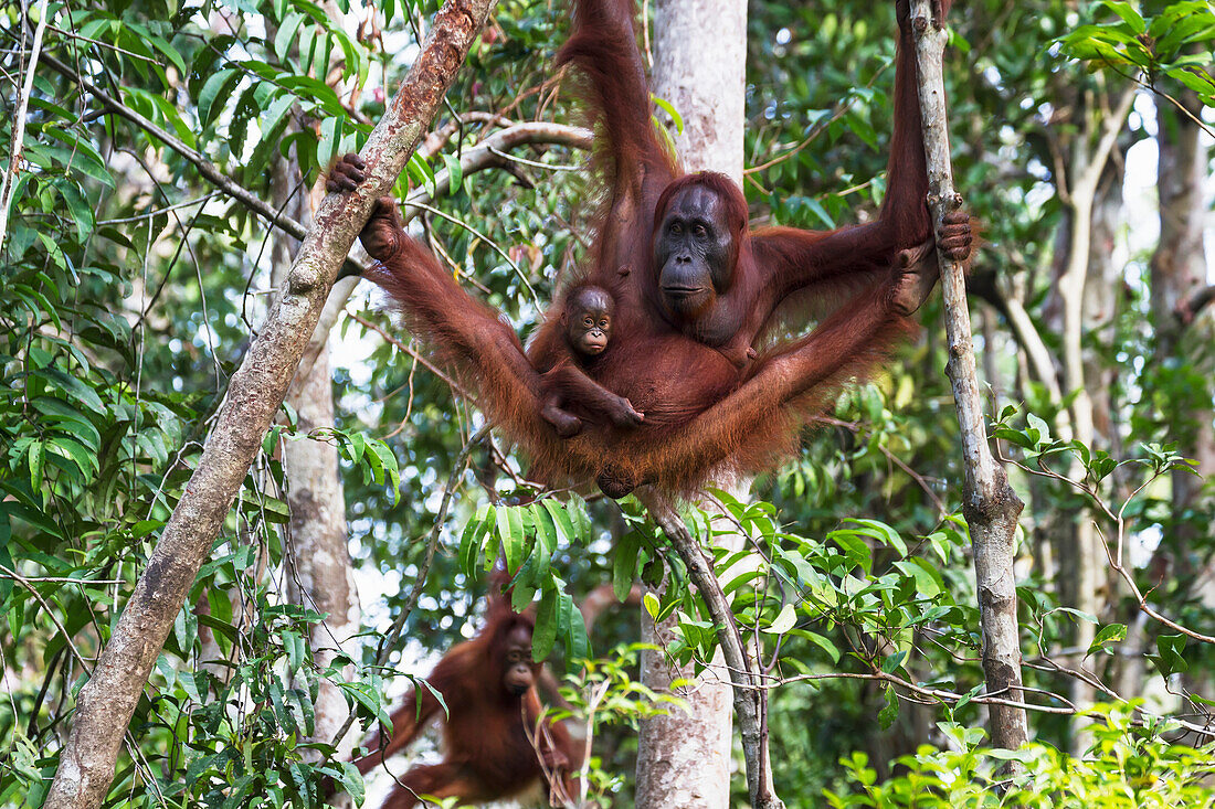 Bornean orangutan (Pongo pygmaeus) … – License image – 70523063 lookphotos