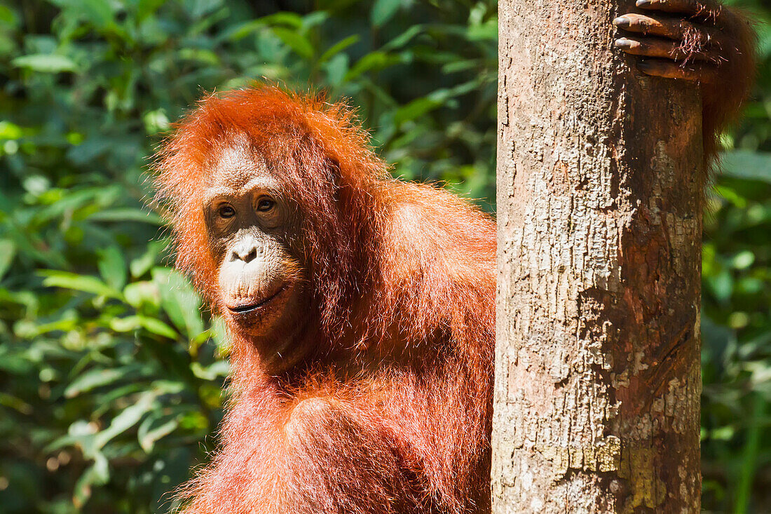 Juvenile Bornean orangutan (Pongo pygmaeus) at Pondok Tanggui, Tanjung Puting National Park, Central Kalimantan, Borneo, Indonesia