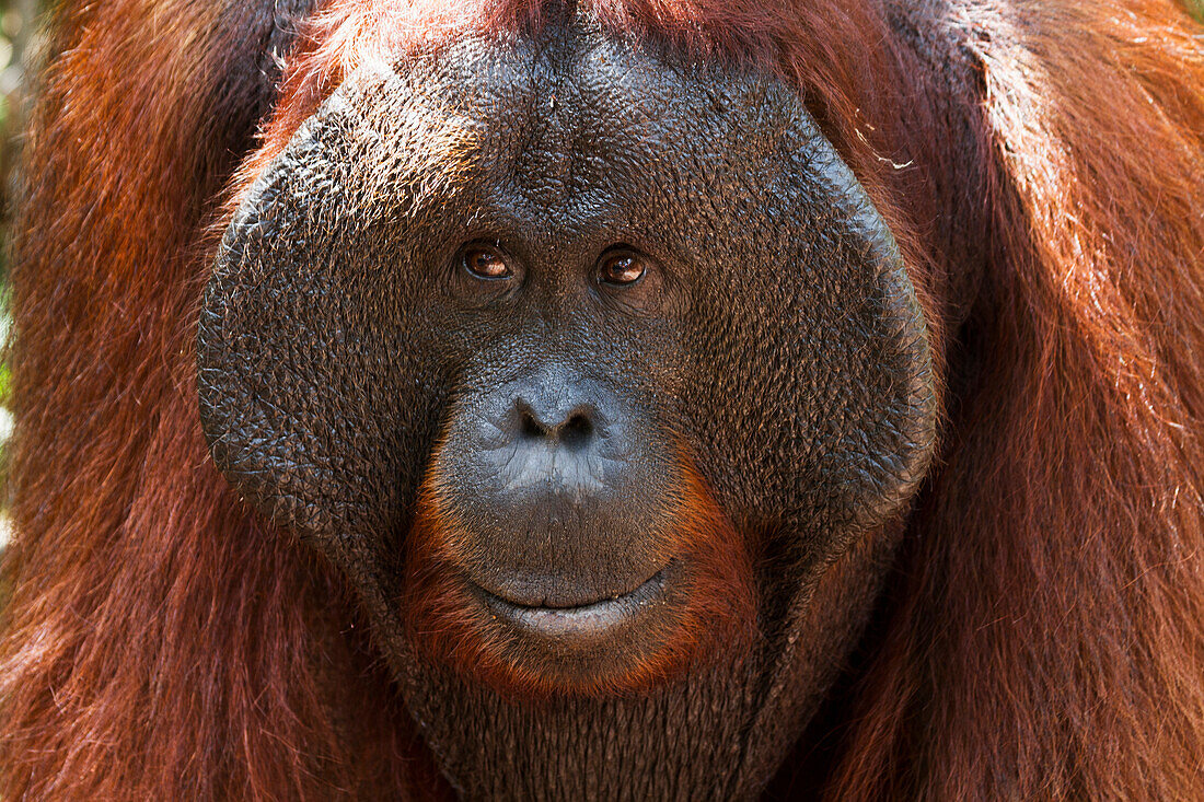 Male Bornean orangutan (Pongo pygmaeus) at Pondok Tanggui, Tanjung Puting National Park, Central Kalimantan, Borneo, Indonesia