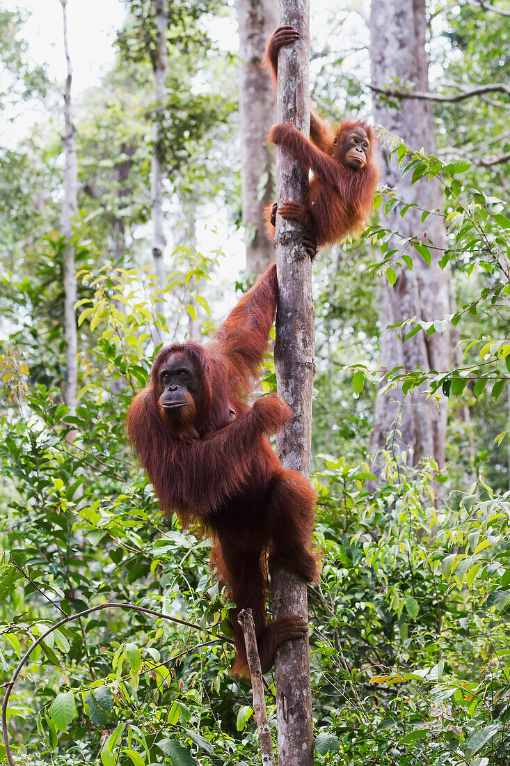 Female and juvenile Bornean orangutan (Pongo pygmaeus) at Camp Leaky, Tanjung Puting National Park, Central Kalimantan, Borneo, Indonesia