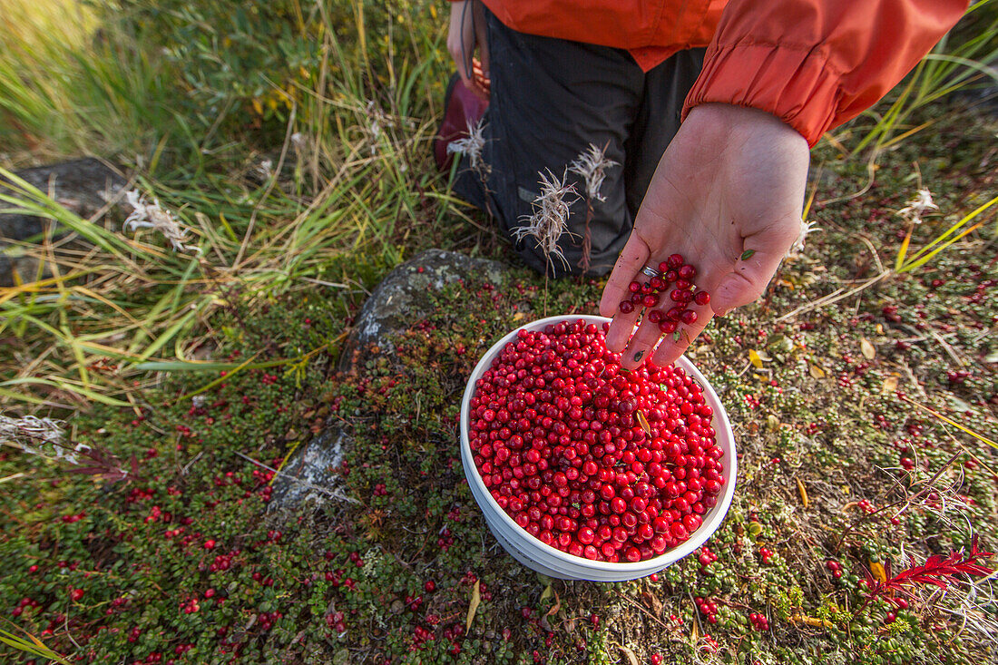 'Woman's hand filling buckets full of wild cranberries on the shore of Hudson Bay; Manitoba, Canada'