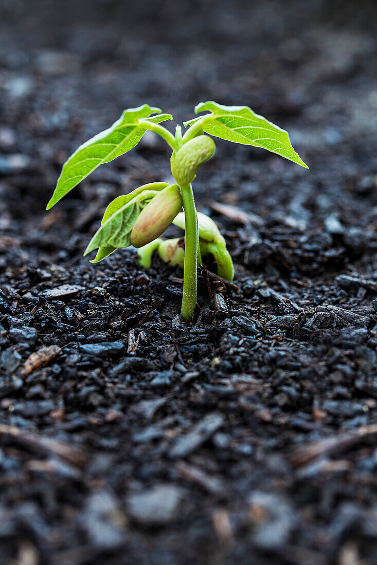 'Close up of bean seedlings emerging from the soil and showing their first set of leaves; Toronto, Ontario, Canada'