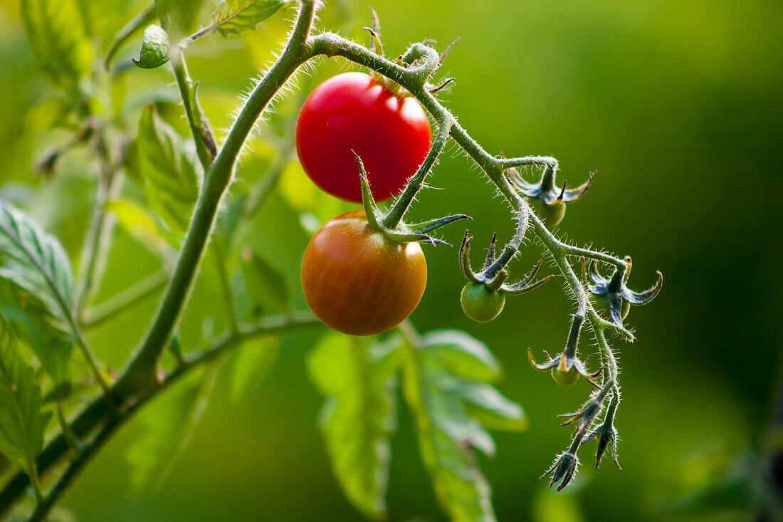 'Cherry tomatoes on the vine in a vegetable garden; Toronto, Ontario, Canada'
