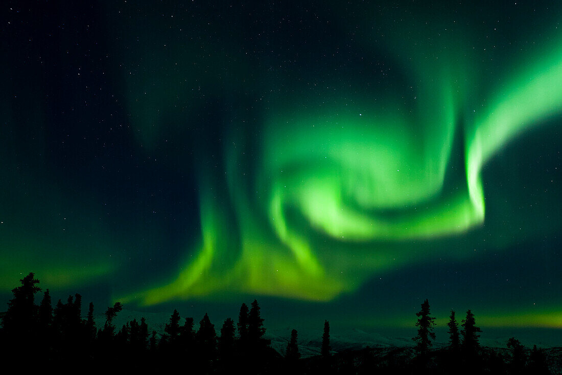 'The bright neon green aurora swirling above the boreal forest, Chena River State Recreation Area; Fairbanks, Alaska, United States of America'