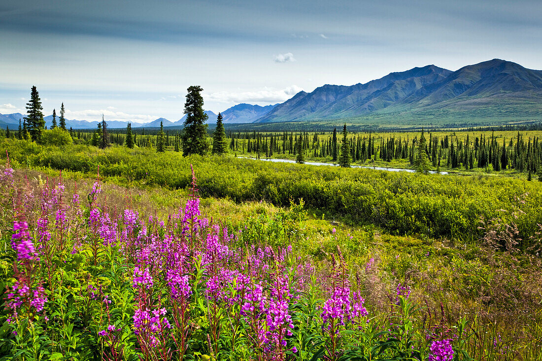 'Mountain range view from George Parks Highway in stormy weather, Fireweed flowers in the foreground; Alaska, United States of America'