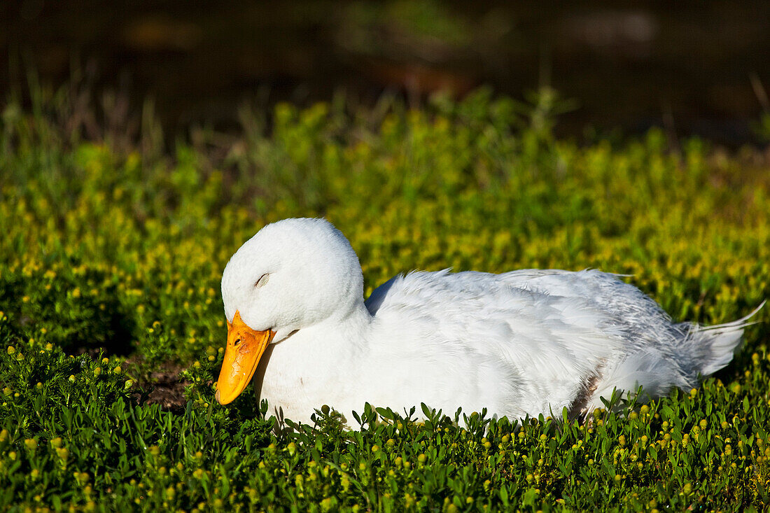 'White Duck napping in spring greens, Chena River State Recreation Area; Fairbanks, Alaska, United States of America'