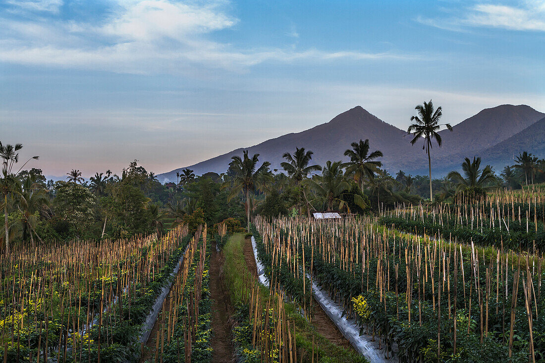 Pepper plantation near Rendang, Bali, Indonesia