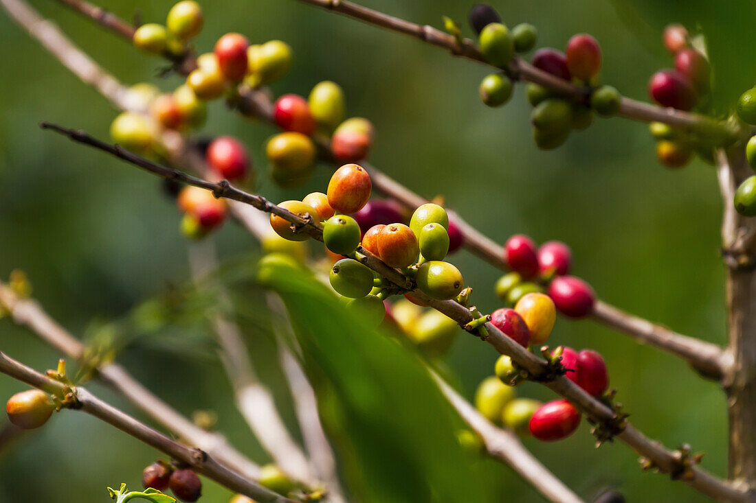 Arabica coffee berries, Panar Butan, North Sumatra, Indonesia