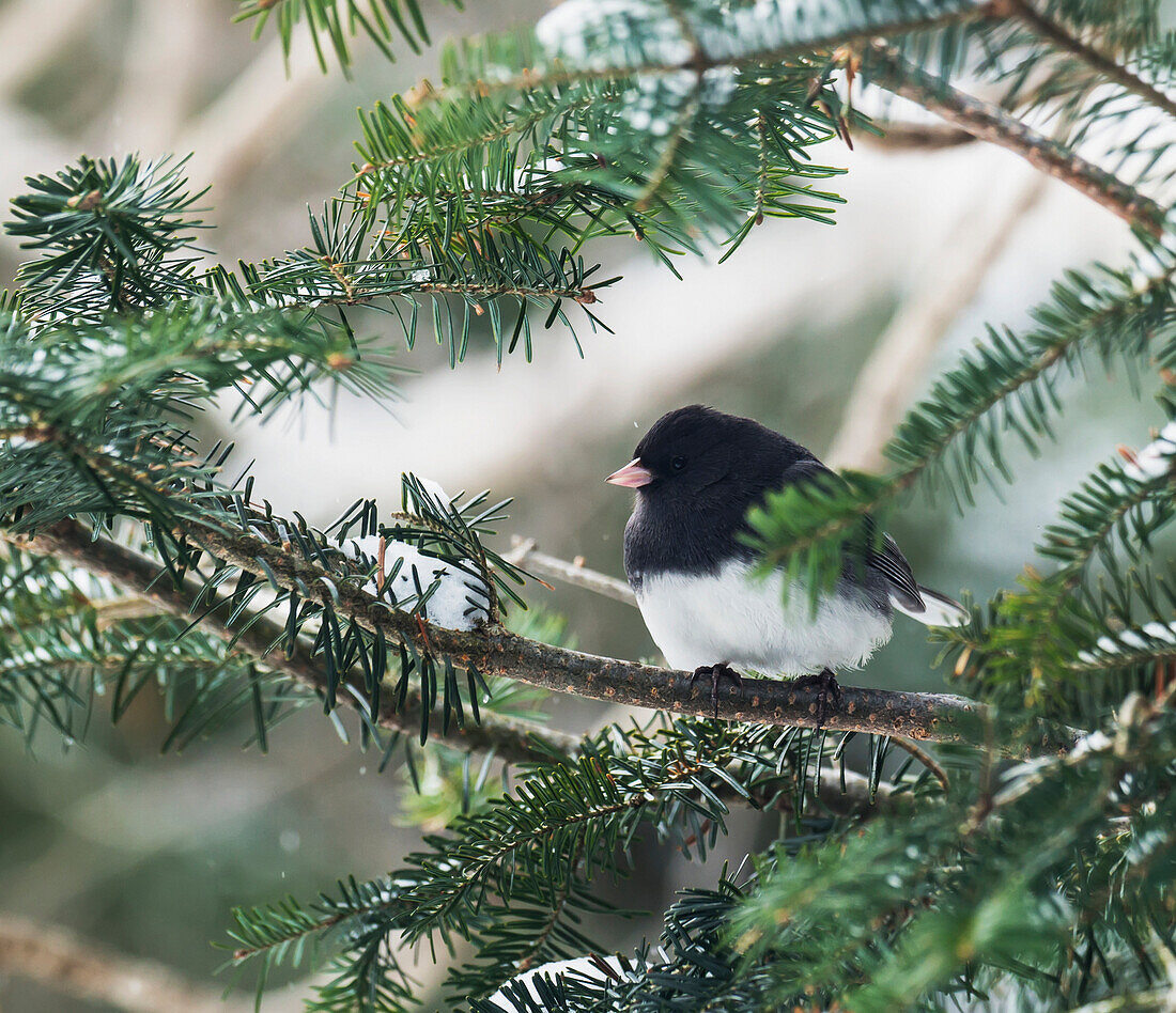 'Dark-eyed junco on a spruce tree; Ontario, Canada'