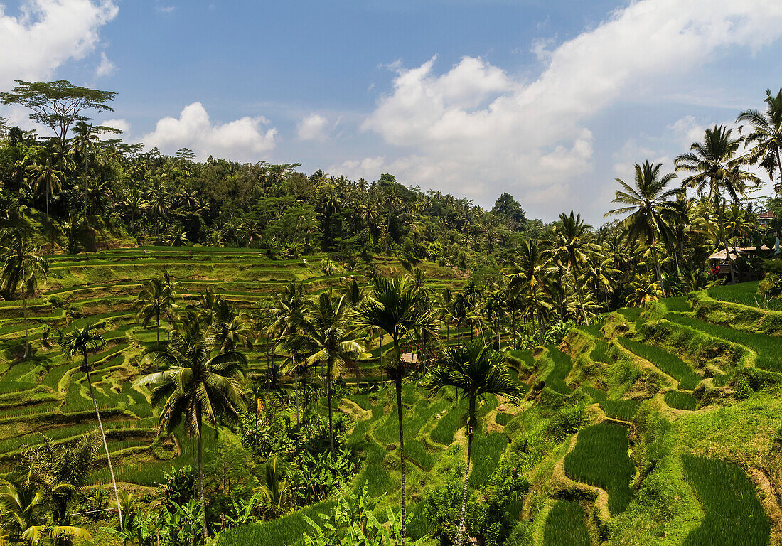 Tegallalang rice terraces, Bali, Indonesia