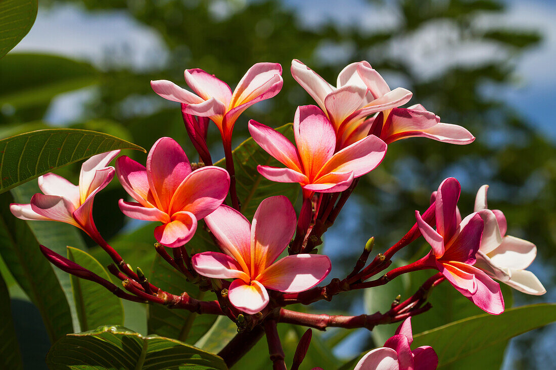 Plumeria, Pangururan Hot Springs, Lake Toba, North Sumatra, Indonesia