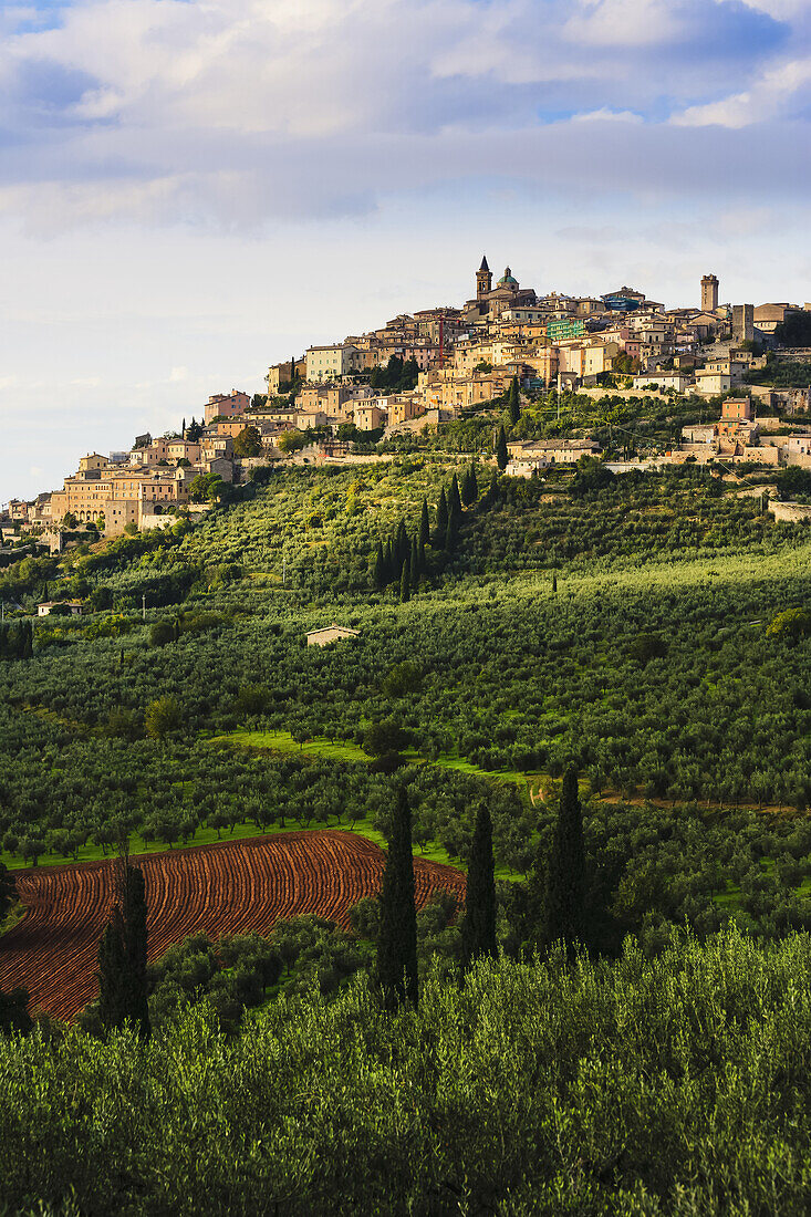 'City on a hilltop with fields of crops below; Trevi, Umbria, Italy'