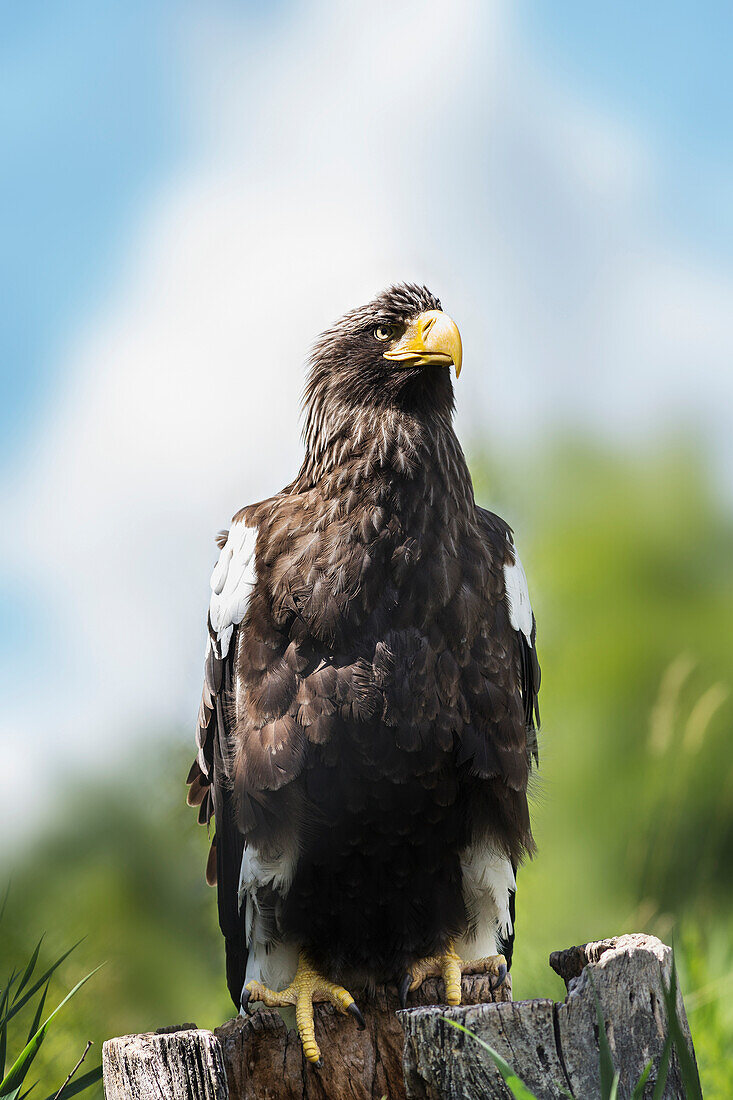 'Golden Eagle, Assiniboine Park Zoo; Winnipeg, Manitoba, Canada'