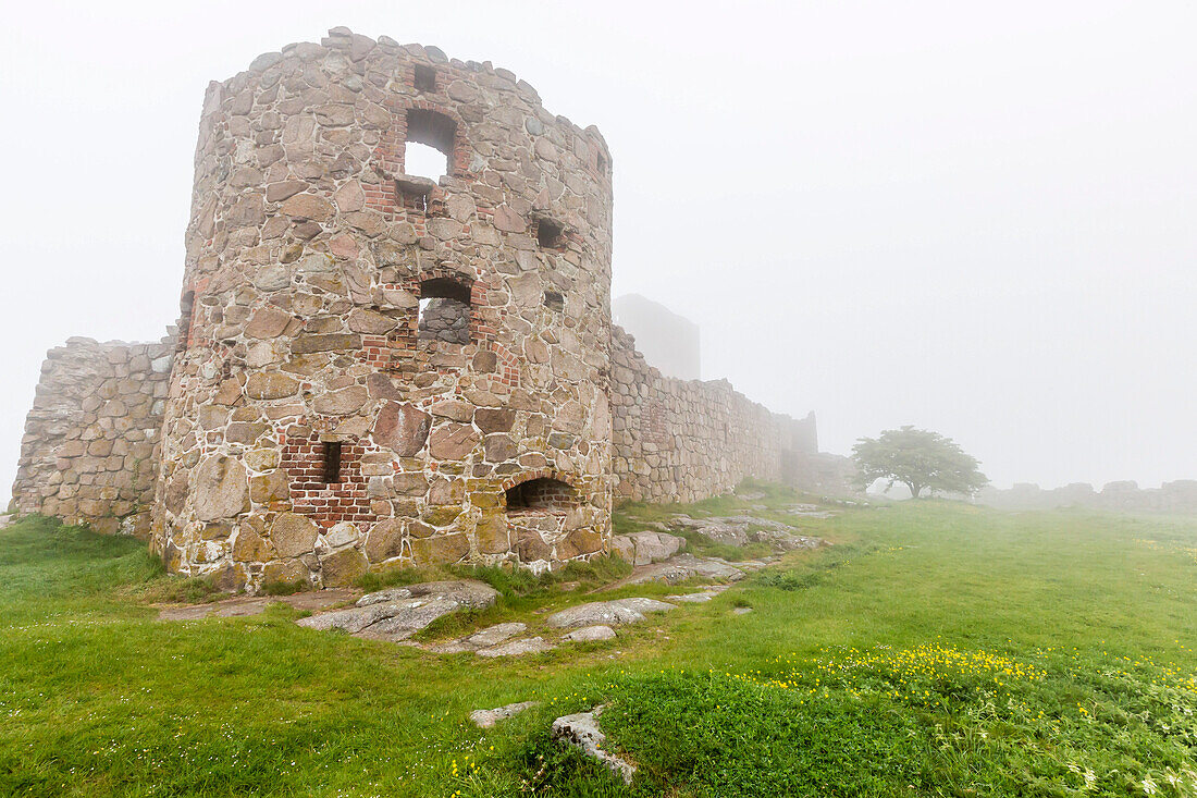 Fog shrouds Hammershus Castle on the most northerly tip of Bornholm, Denmark, Scandinavia, Europe
