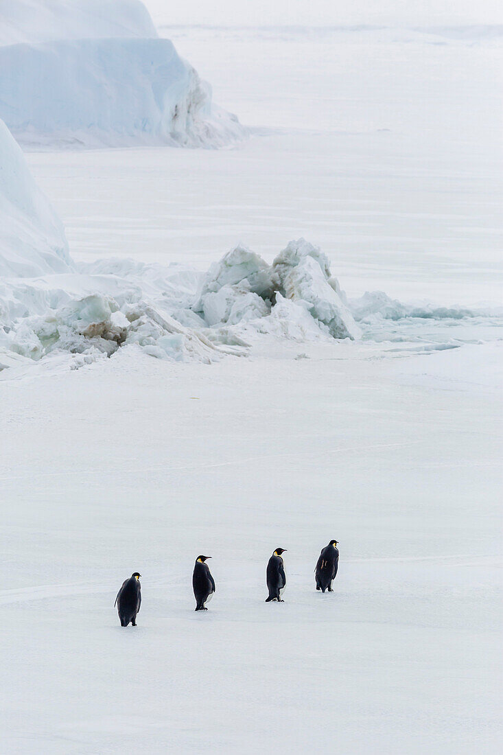 Emperor Penguins (Aptenodytes forsteri) marching across sea ice on Snow Hill Island, Weddell Sea, Antarctica, Polar Regions