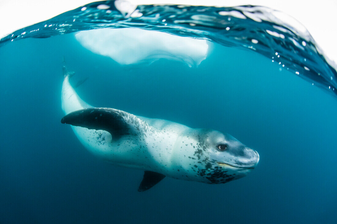 Adult leopard seal (Hydrurga leptonyx) inspecting the camera above and below water at Damoy Point, Antarctica, Polar Regions