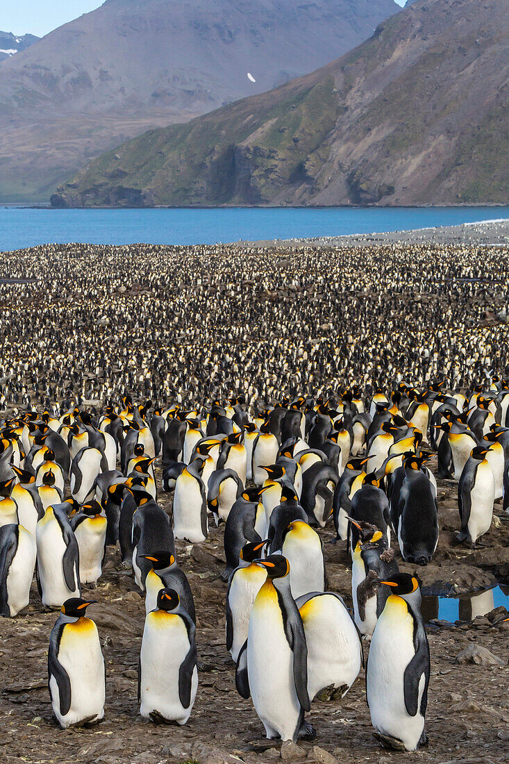 King penguin (Aptenodytes patagonicus) breeding colony at St. Andrews Bay, South Georgia, UK Overseas Protectorate, Polar Regions