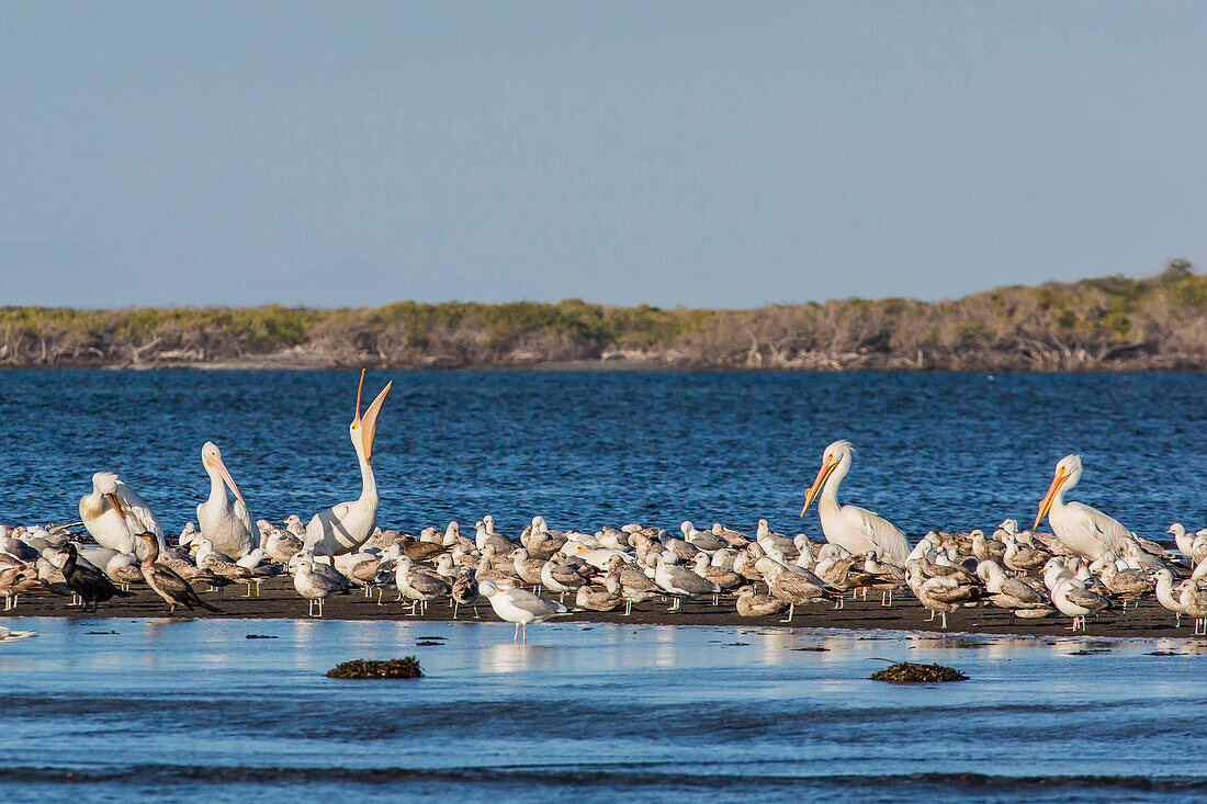 American white pelicans (Pelecanus erythrorhynchos) amongst other shorebirds in Magdalena Bay, Baja California Sur, Mexico, North America