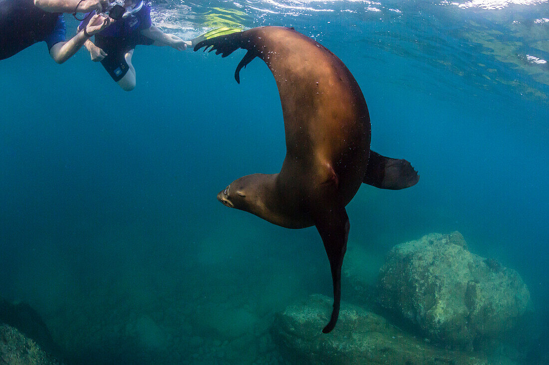 Young California sea lion (Zalophus californianus) with snorkeles underwater at Los Islotes, Baja California Sur, Mexico, North America