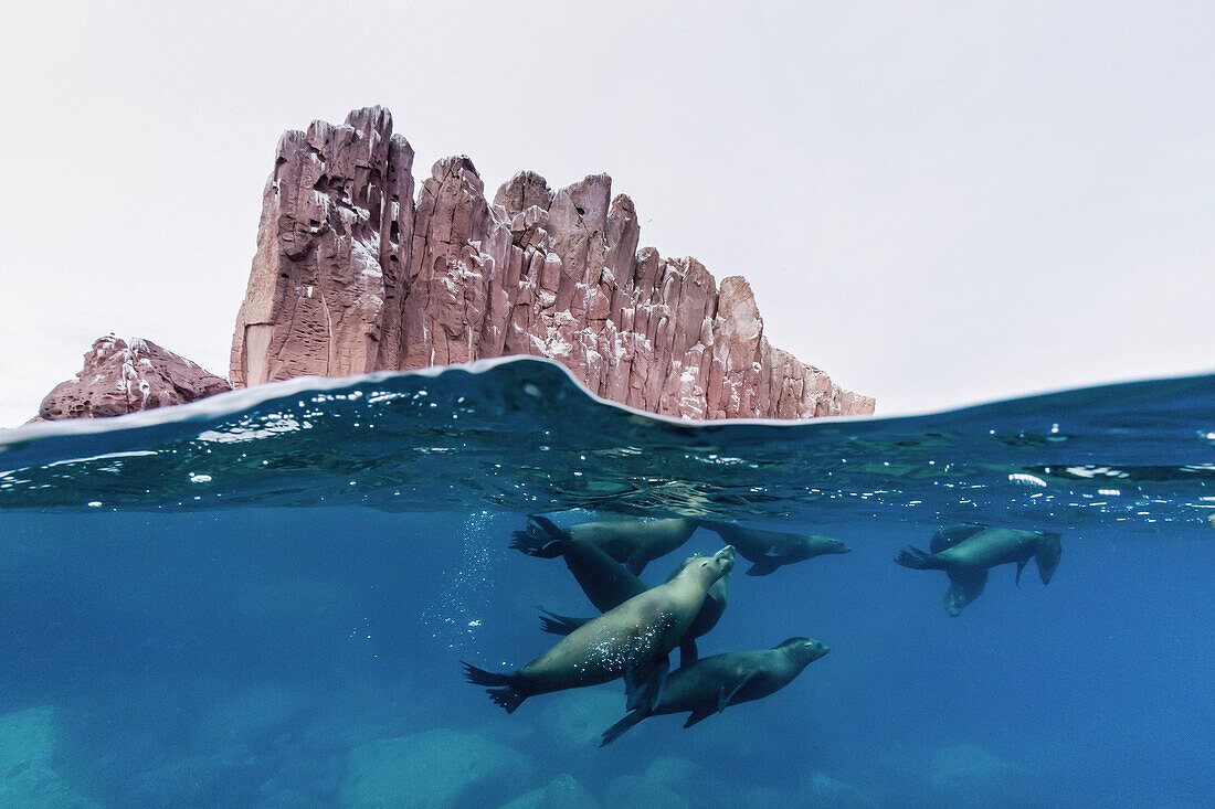 California sea lions (Zalophus californianus) underwater at Los Islotes, Baja California Sur, Mexico, North America