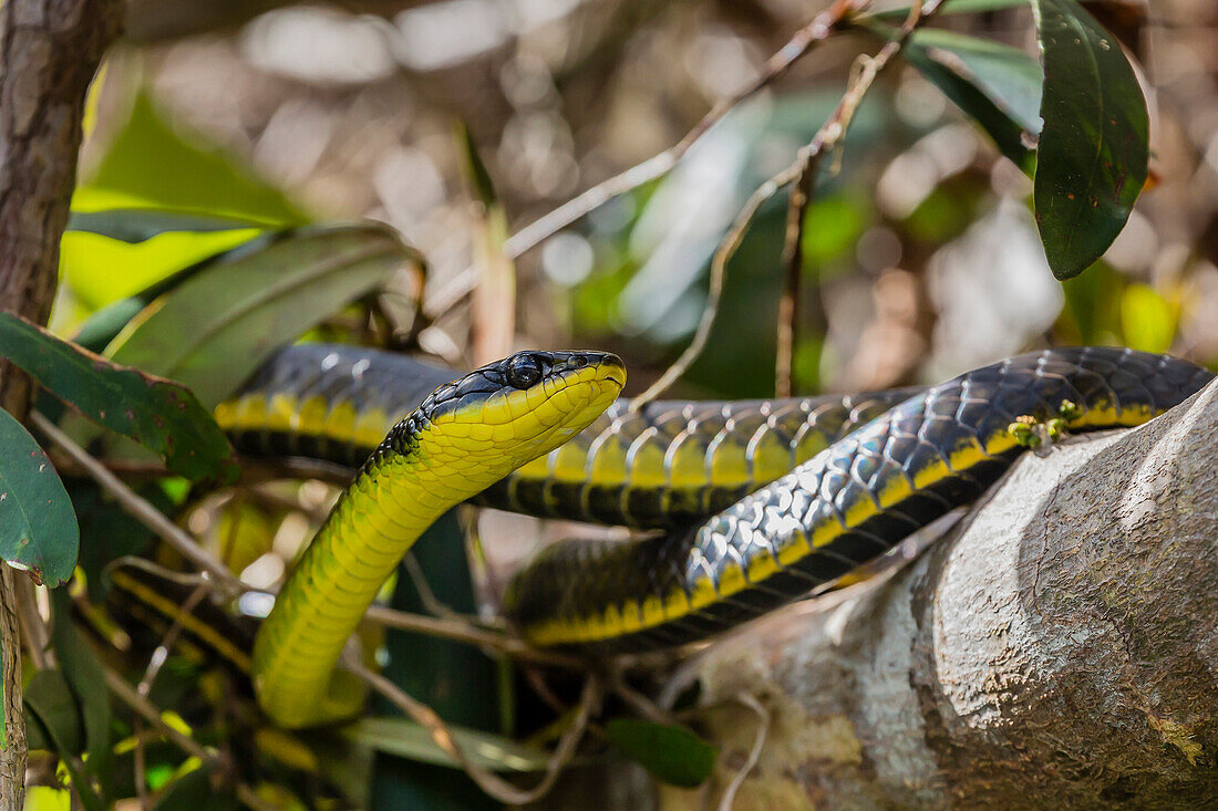 An adult Australian tree snake (Dendrelaphis punctulata), on the banks of the Daintree River, Daintree rain forest, Queensland, Australia, Pacific