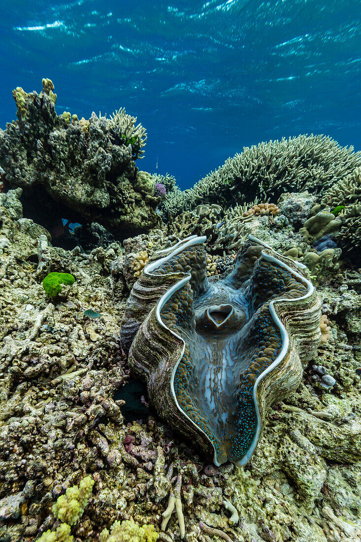 Underwater view of giant clam (Tridacna spp), Pixies Bommie, Great Barrier Reef, Queensland, Australia, Pacific
