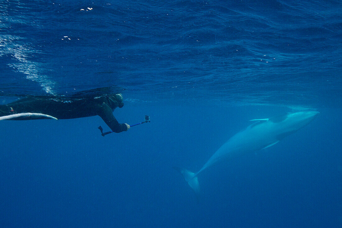 Adult dwarf minke whale (Balaenoptera acutorostrata), underwater with snorkeler near Ribbon 10 Reef, Great Barrier Reef, Queensland, Australia, Pacific