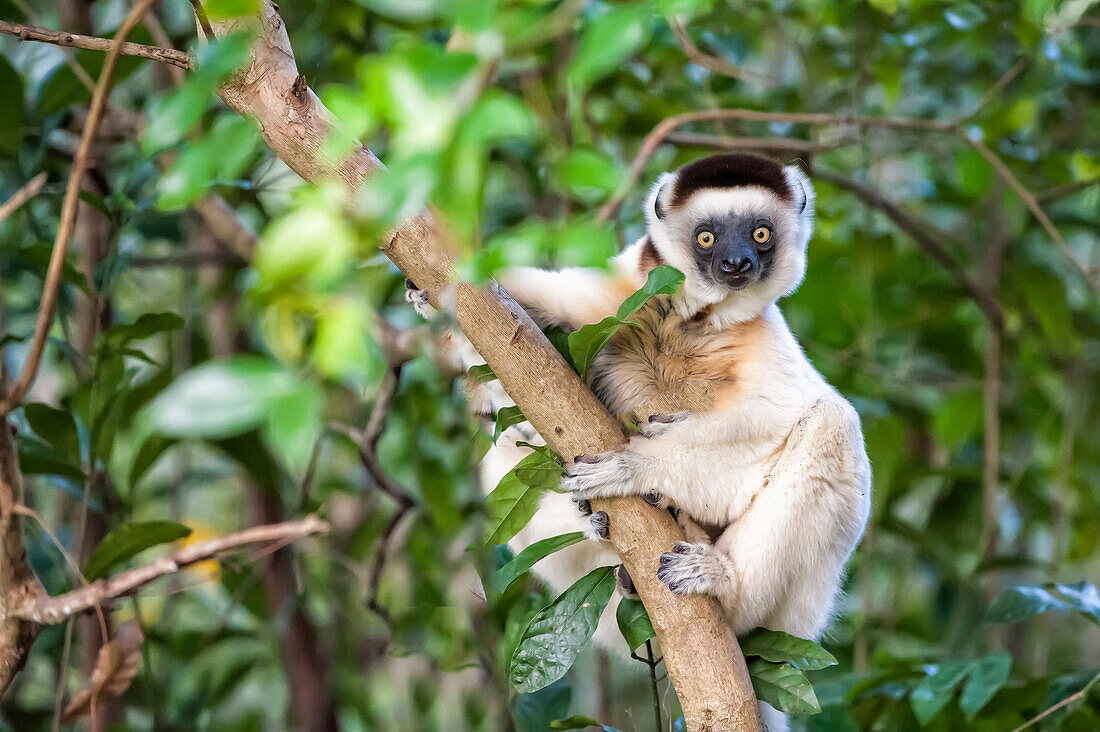 Verreaux's Sifaka (Propithecus verreauxi), Nahampoana Reserve, Fort Dauphin, Toliara Province, Madagascar, Africa