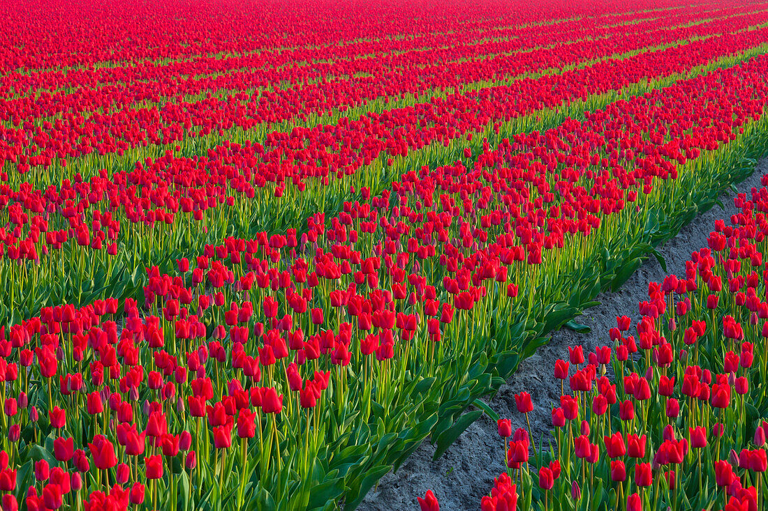 Rows of red tulips, North Holland, Netherlands, Europe