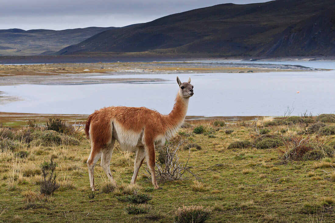 Guanaco (Lama guanicoe) on lake foreshore,Torres del Paine National Park, Patagonia, Chile, South America