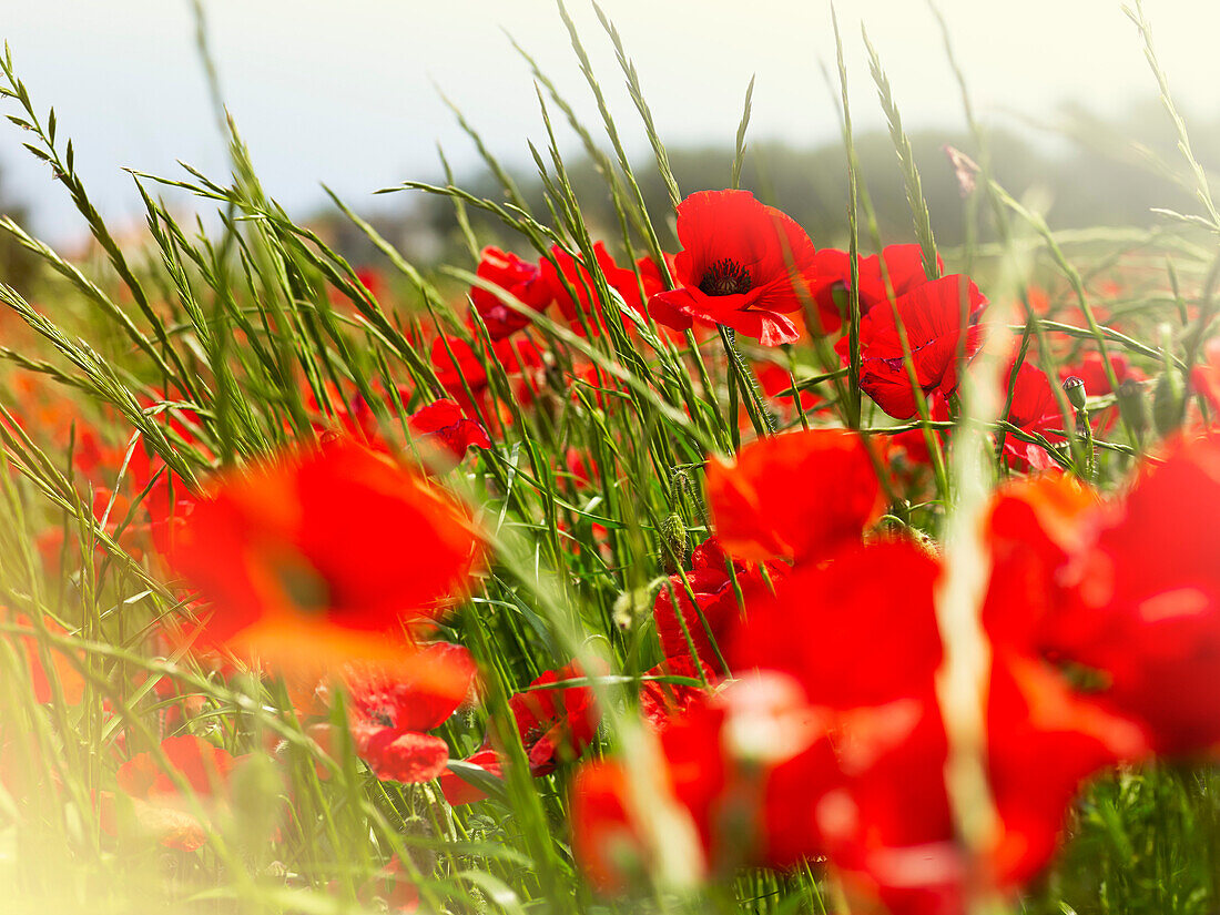 Poppy field, Figueres, Girona, Catalonia, Spain, Europe