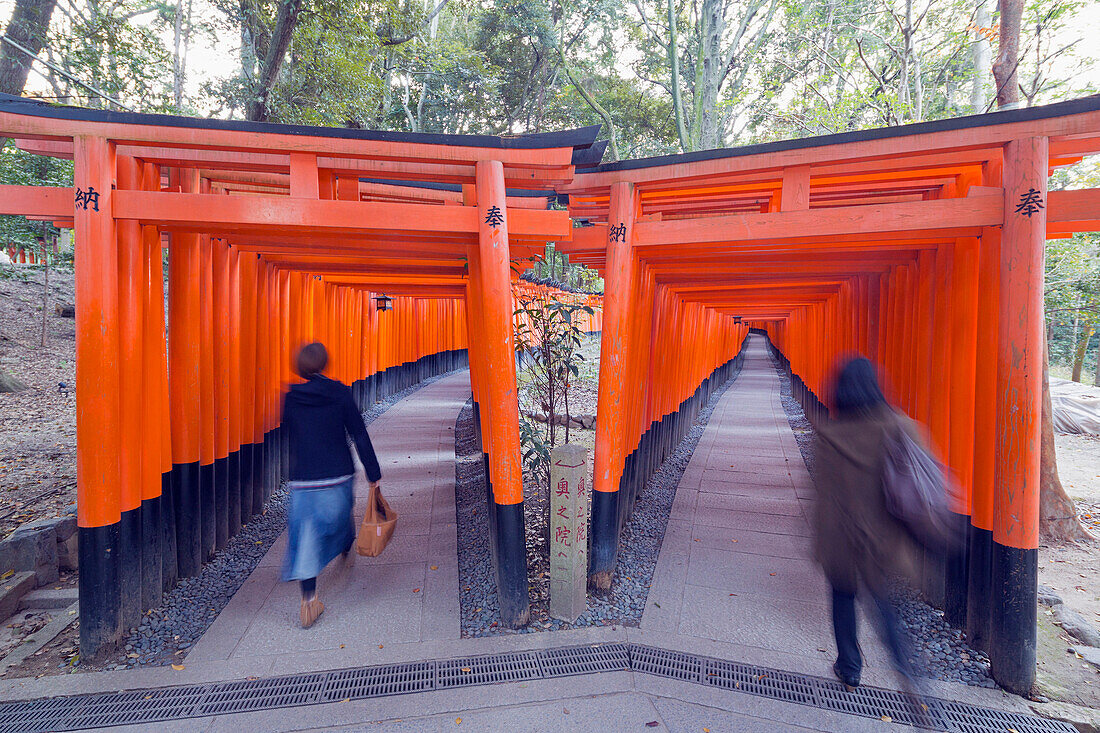 Torii gate at Fushimi Inari Jinja, Shinto shrine, UNESCO World Heritage Site, Kyoto, Honshu, Japan, Asia