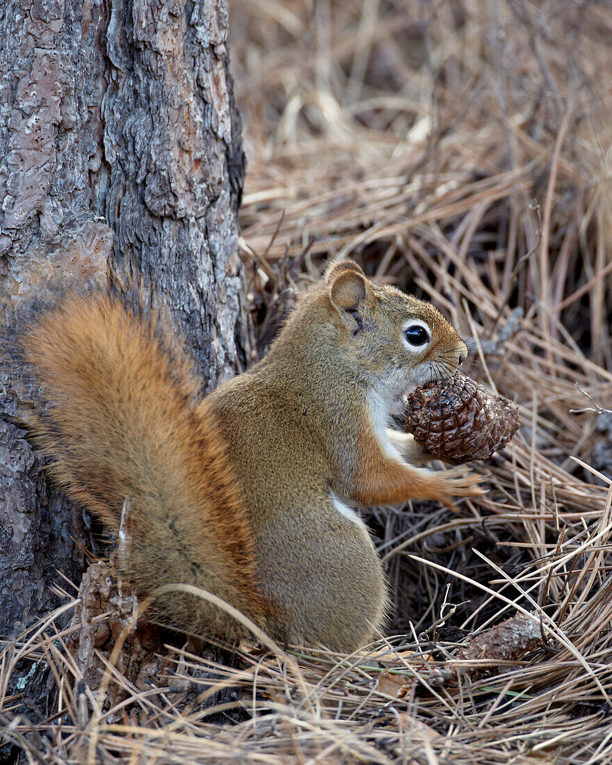 American red squirrel (red squirrel) (spruce squirrel) (Tamiasciurus hudsonicus) with a pine cone, Custer State Park, South Dakota, United States of America, North America
