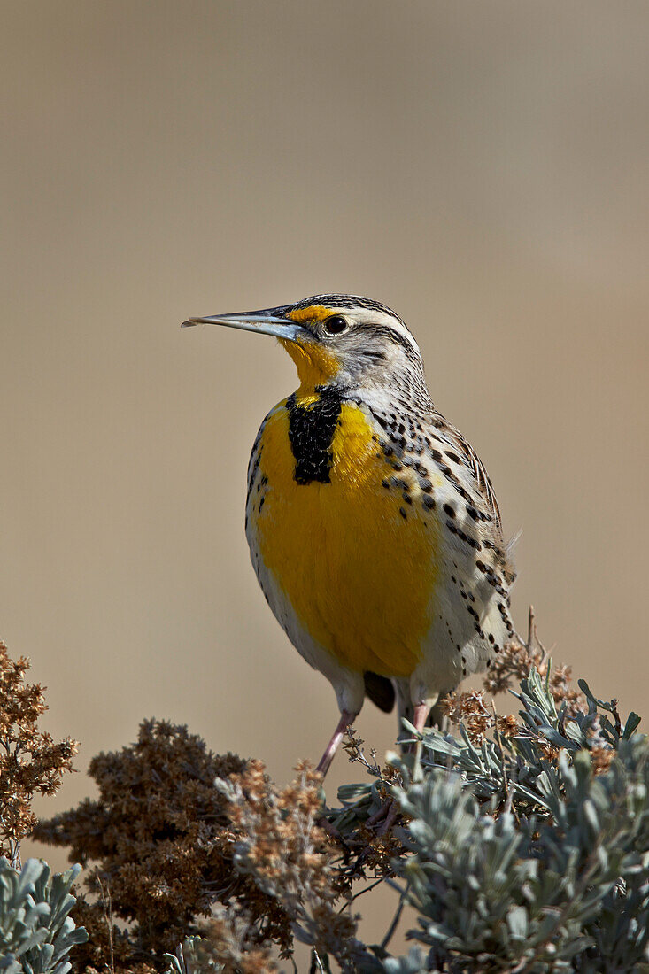 Western Meadowlark (Sturnella neglecta), Antelope Island State Park, Utah, United States of America, North America