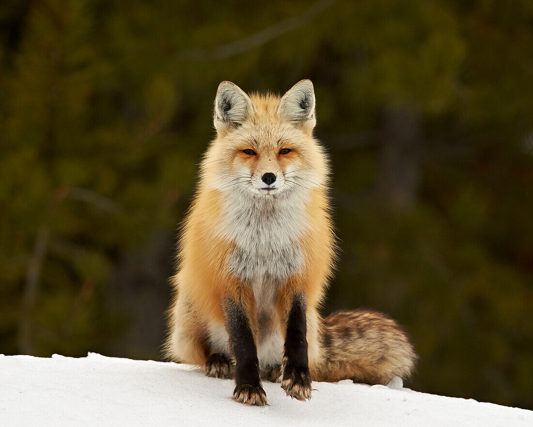Red Fox (Vulpes vulpes) (Vulpes fulva) in the snow, Grand Teton National Park, Wyoming, United States of America, North America