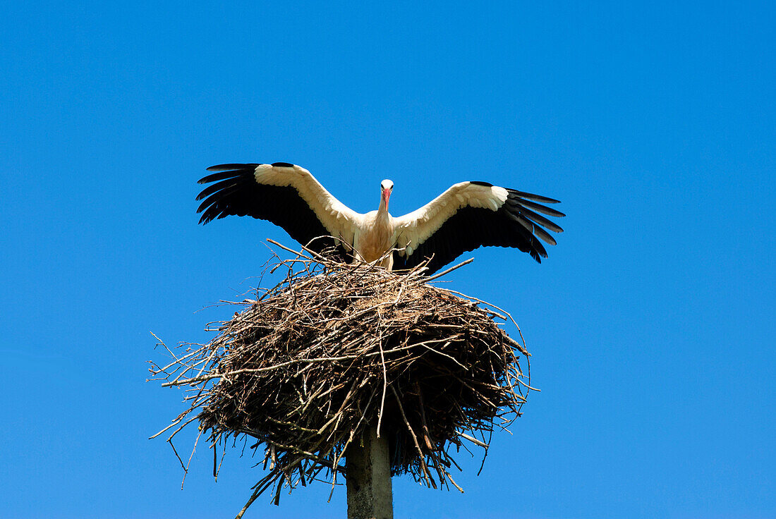 Stork and nest (Ciconia ciconia), Varska, Estonia, Baltic States, Europe