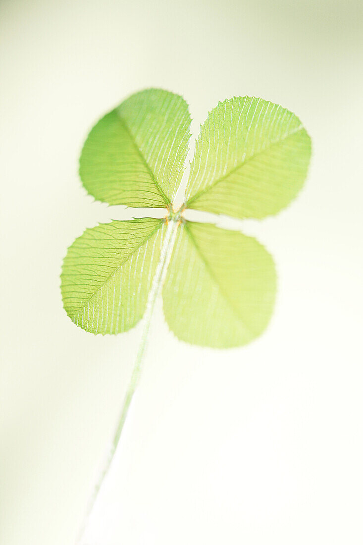 a traditional good luck symbol, the four leaf clover.