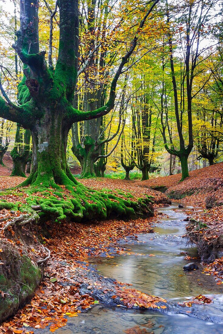 Otzarreta beechwood. Gorbeia Natural Park. Biscay, Basque Country, Spain, Europe.
