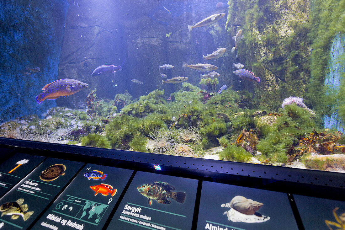 Den Blå Planet, Blue Plante Aquarium, Kopenhagen, Dänemark