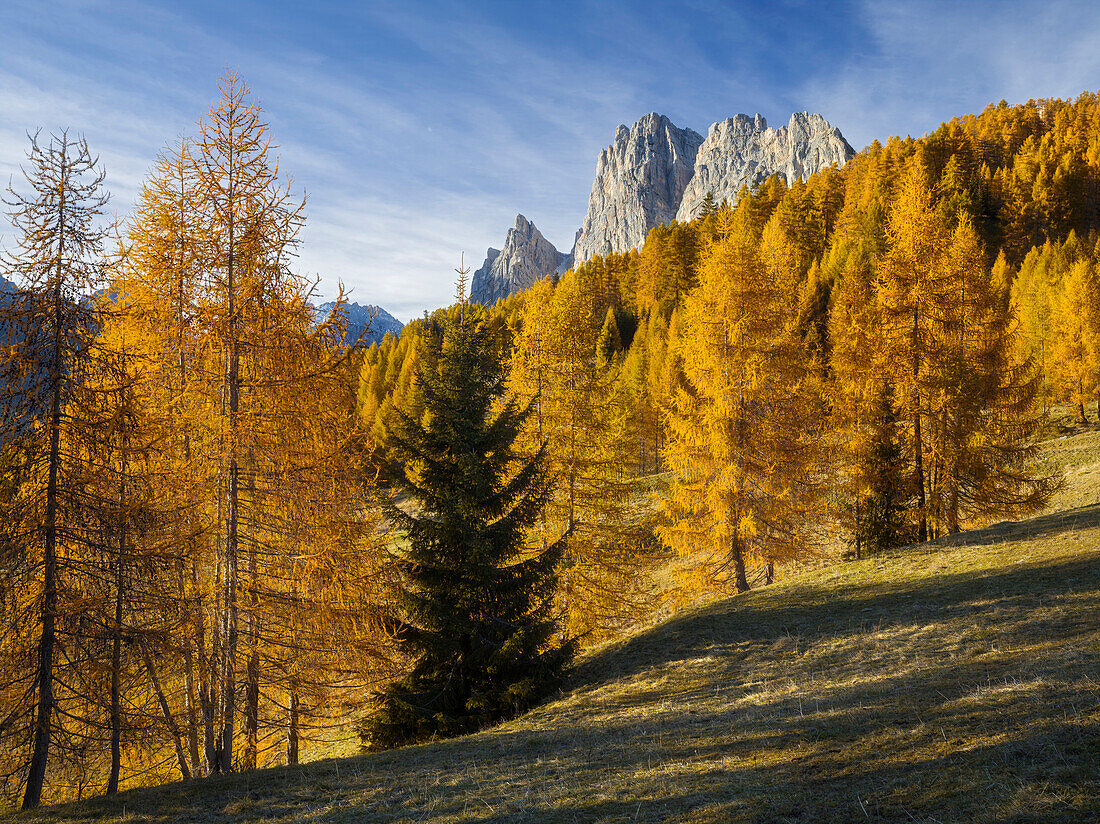 Croda del Longes, Pomagagnon with larch trees, Passo Tre Croci, Veneto, Dolomites, Italy