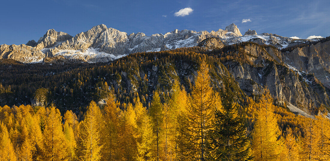 Sorapiss with larch trees, Veneto, Dolomites, Italy