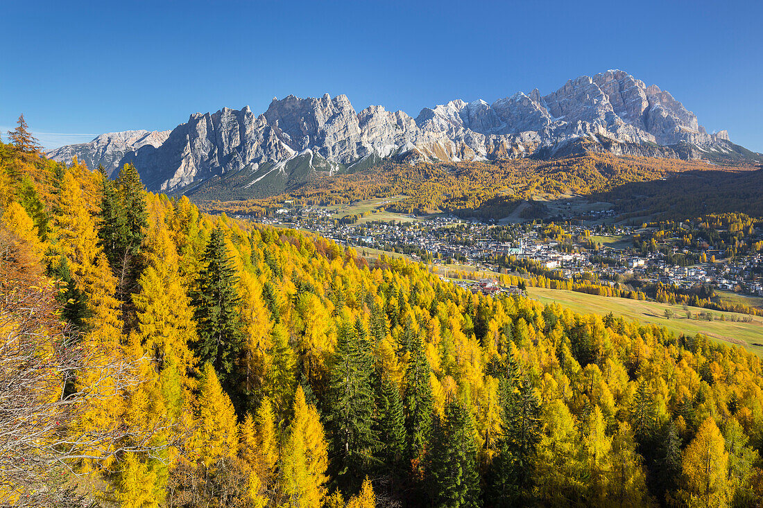 Monte Cristallo with larch trees, Cortina d'Ampezzo, Veneto, Dolomites, Italy