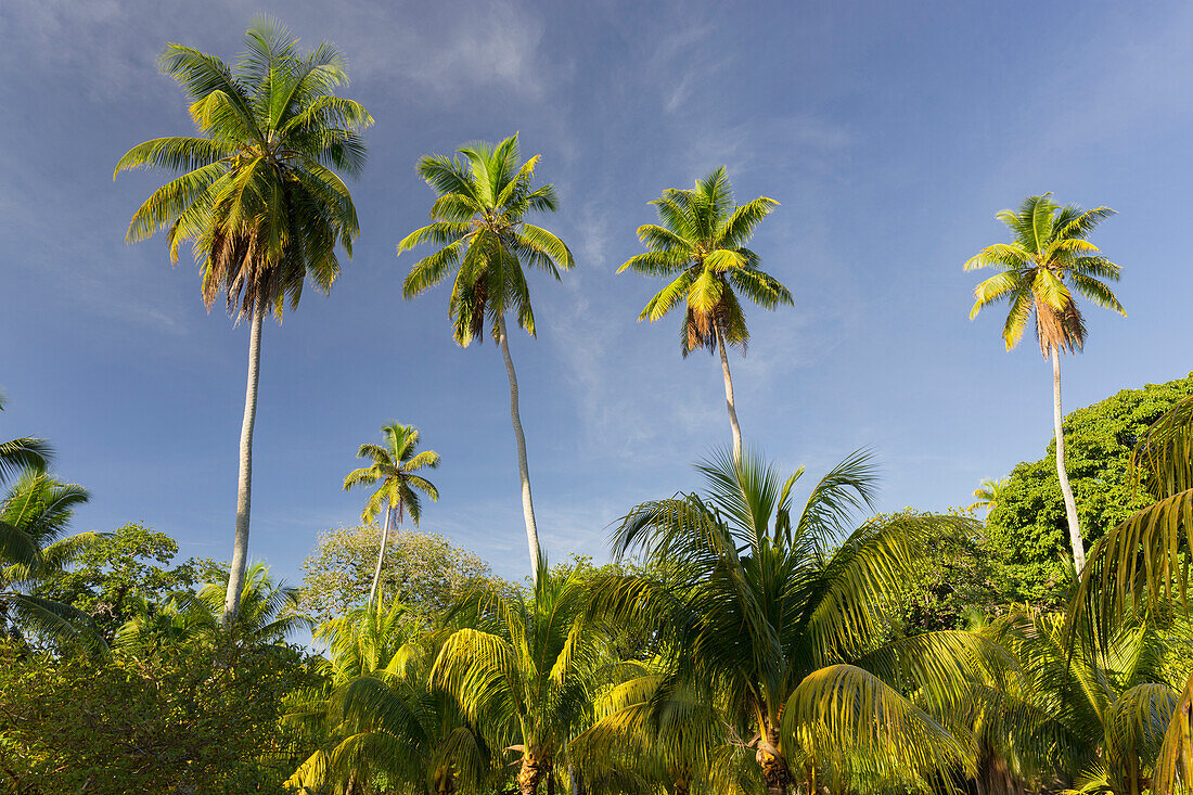 Kokospalmen, Plantage L'Union Estate, La Digue Island, Seychellen