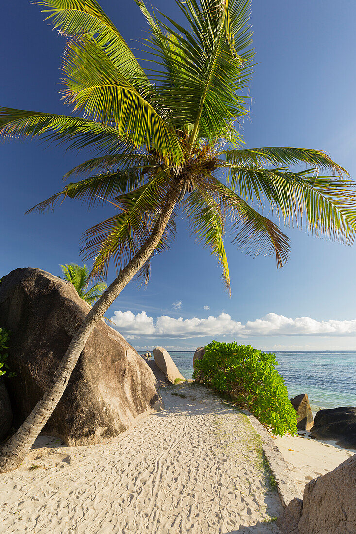 Palm tree on the beach, Anse Source d'Argent, La Digue Island, Seychelles