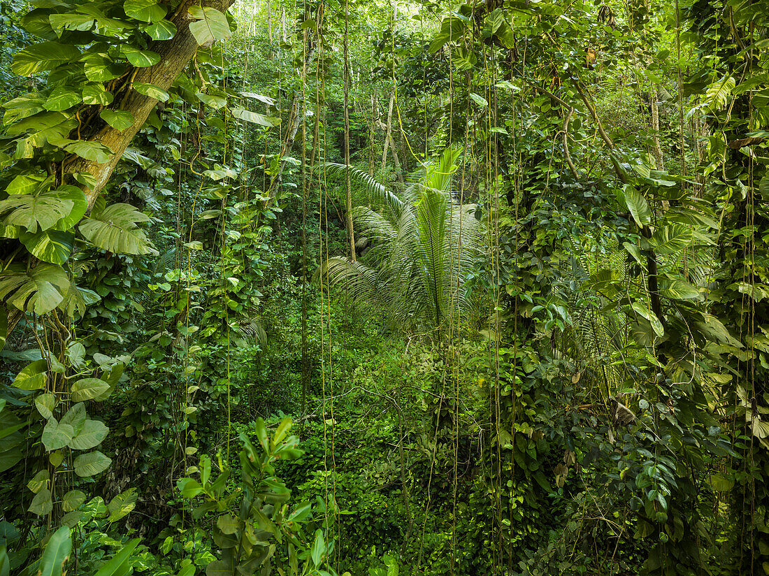 Vegetation im Dschungel, La Digue Island, Seychellen