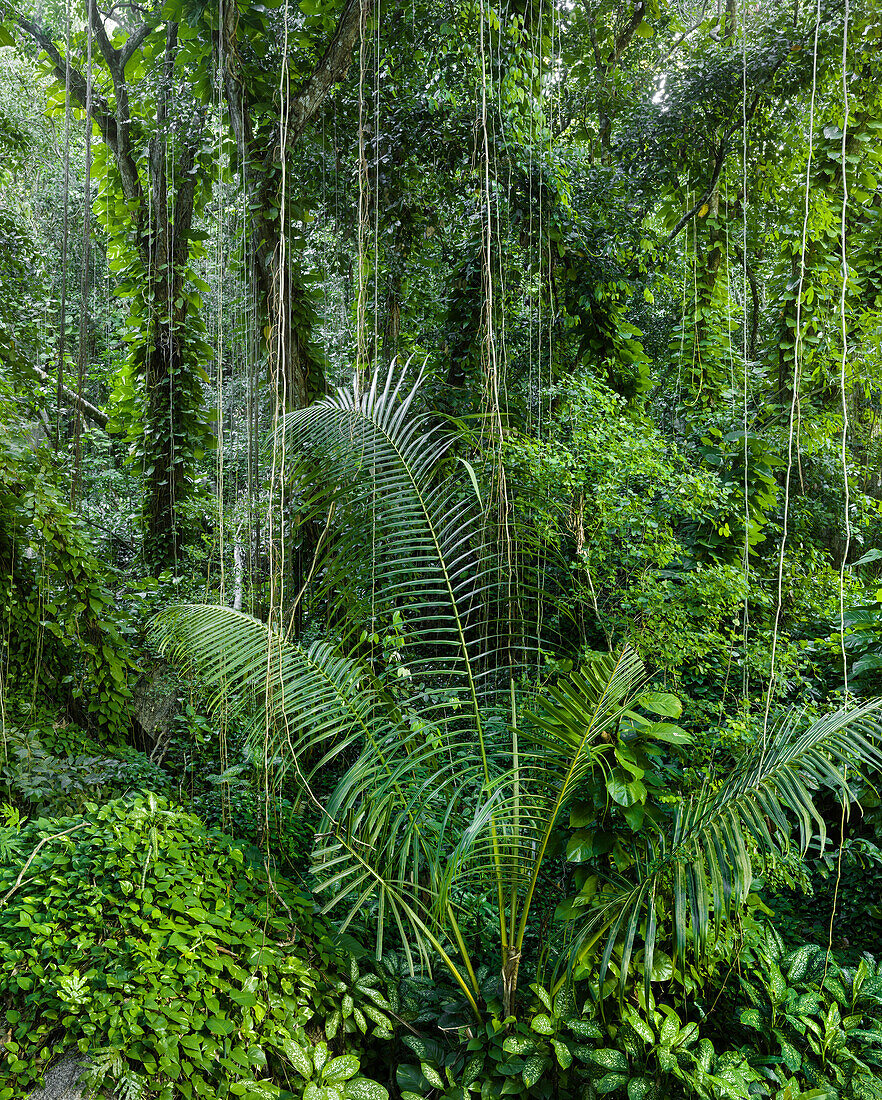 Dschungel, La Digue Island, Seychellen