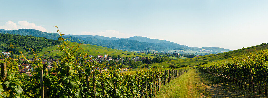 Pfaffenweiler, near Freiburg im Breisgau, Markgraeflerland, Black Forest, Baden-Wuerttemberg, Germany