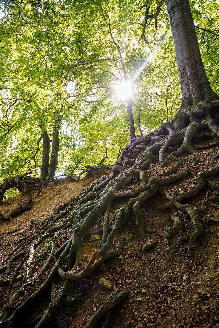 old beech trees, Roetteln Castle, Loerrach, Black Forest, Baden-Wuerttemberg, Germany