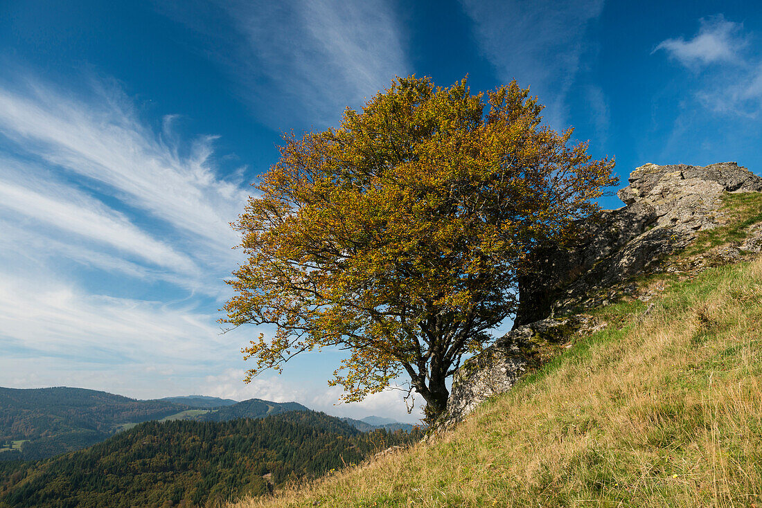 Kleines Wiesental, near Neuenweg, Black Forest, Baden-Wuerttemberg, Germany