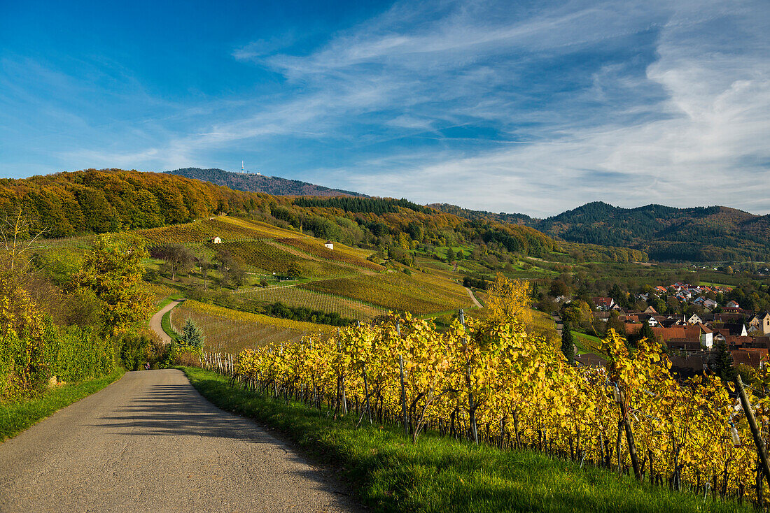 vineyards, Feldberg, near Muellheim, Markgraeflerland, Black Forest, Baden-Wuerttemberg, Germany